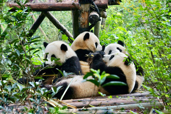 Giant Panda in Chengdu