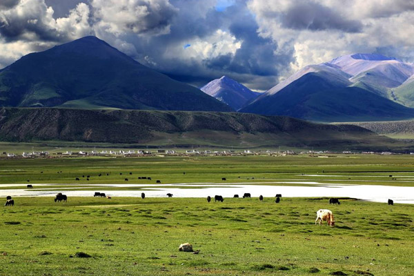 the Qiangtang Grassland