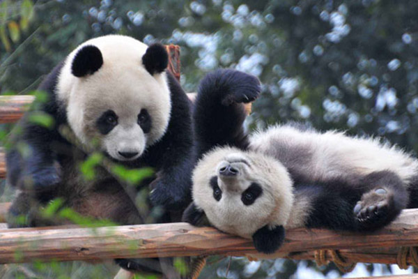 Chengdu Panda Research Base