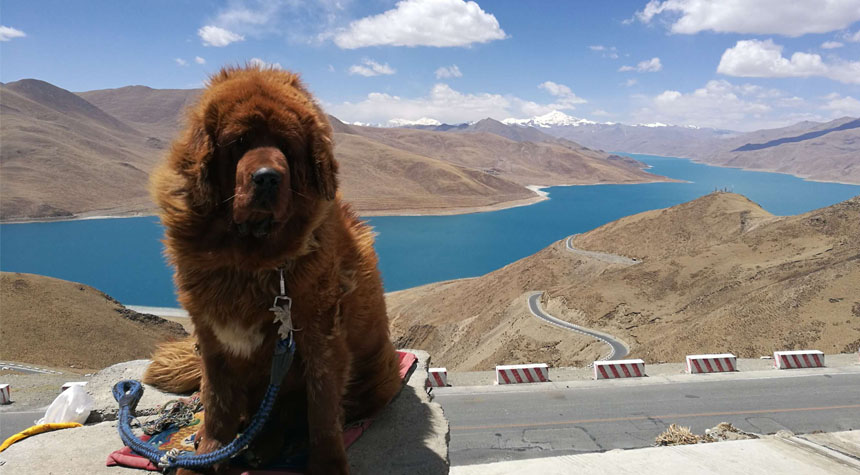 Take a Tibet Mastiff photo at Yamdrok Lake