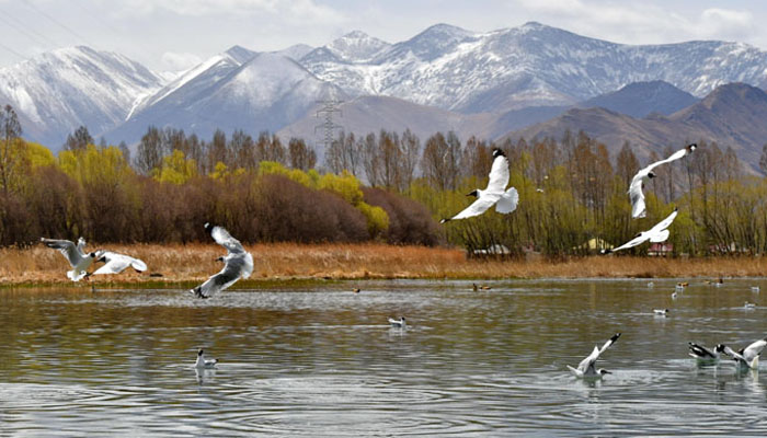 Black-necked Cranes in Tibet