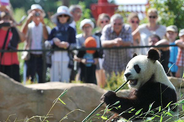  Chengdu Giant Panda Reserve 