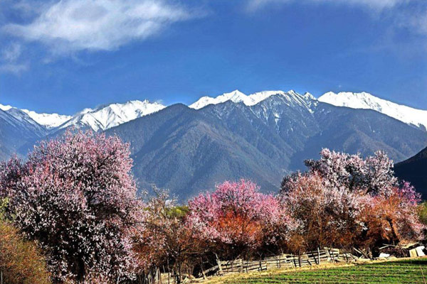 Peach-Blossom Festival in Nyingchi