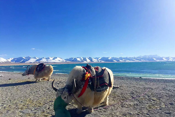 Namtso Lake and Tibetan yaks at its lakeshore