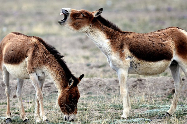 Tibetan wild donkeys 