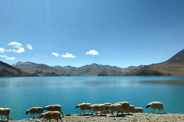 Yamdrok lake with turqoise water and sheep herds at lakeside